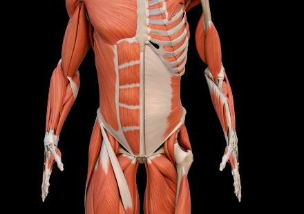 柔軟性プログラム